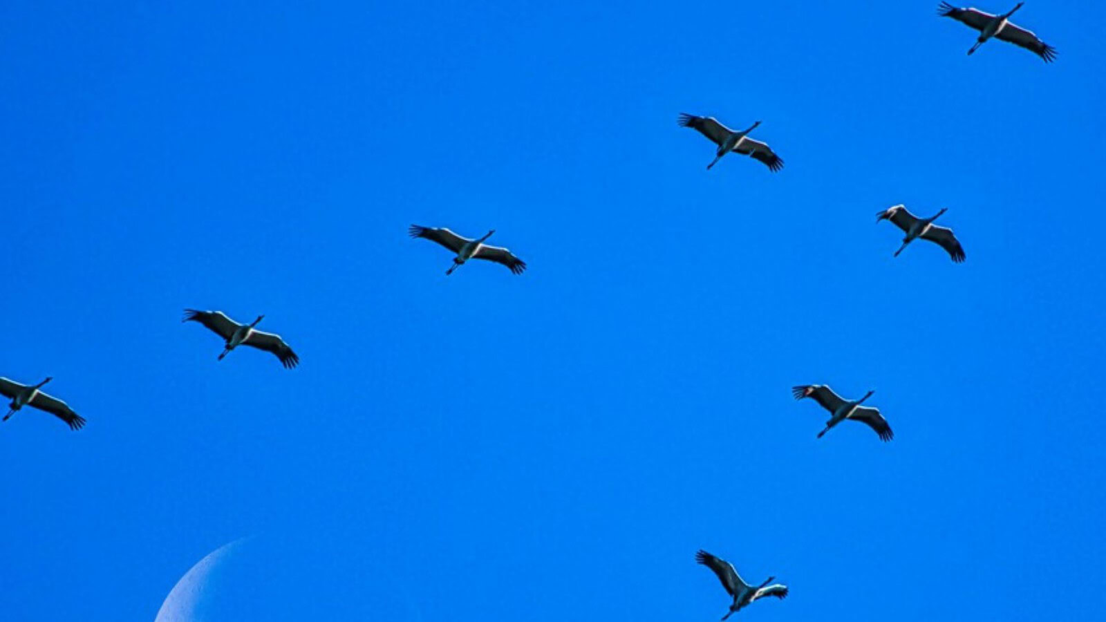 Migrazione degli uccelli