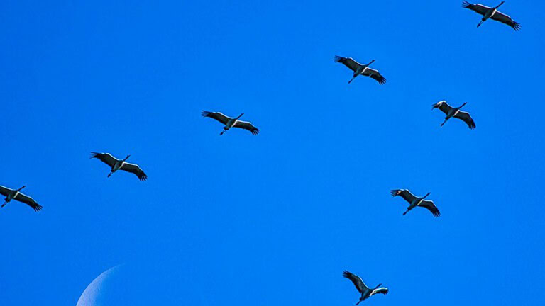 Migrazione degli uccelli