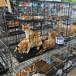 Gatti rubati per la carne