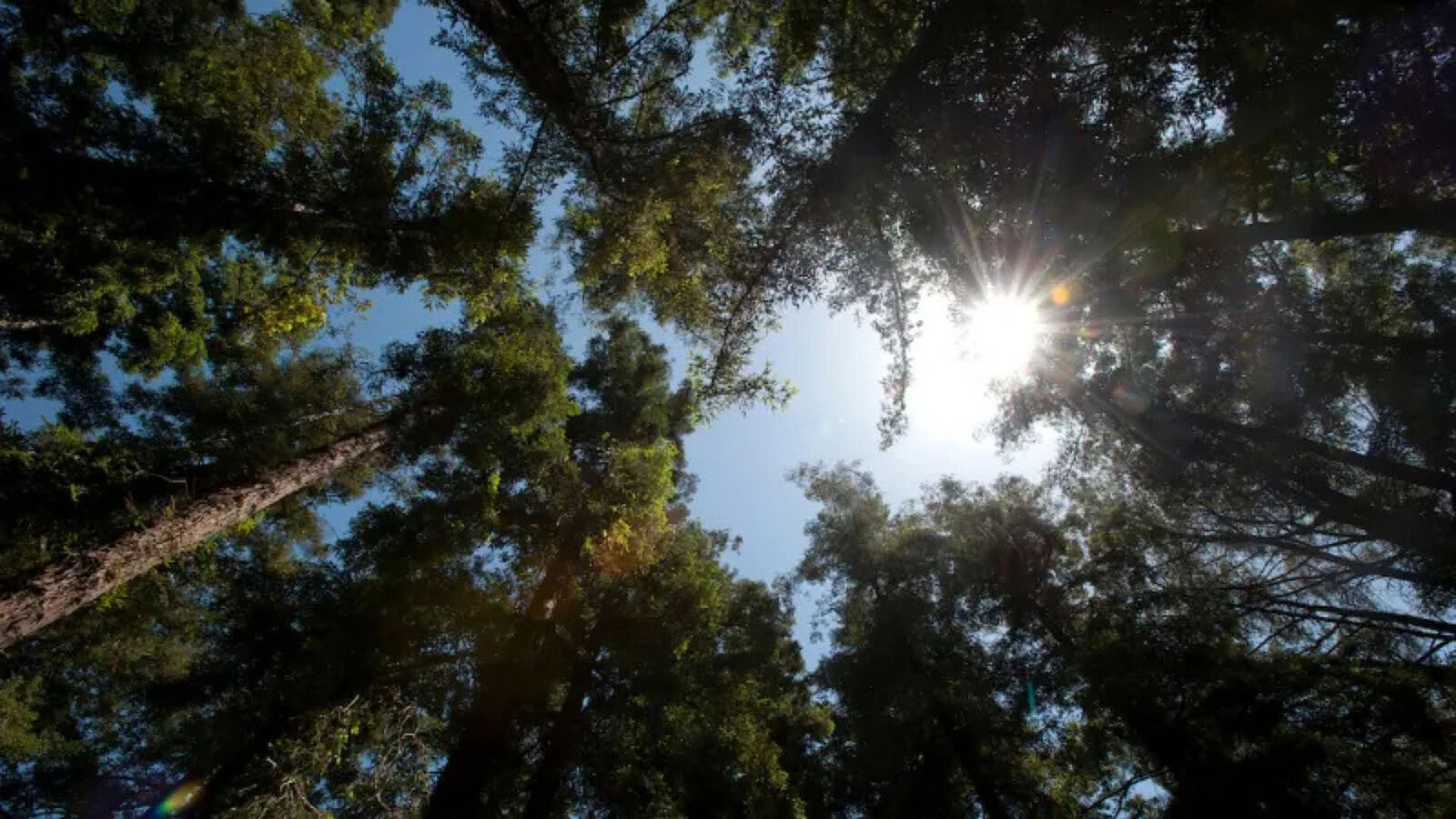 Sequoie costiere