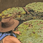 nuova specie di ninfea