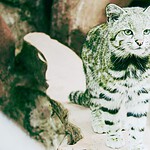 gatto andino