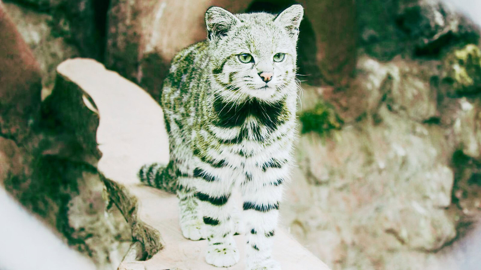 gatto andino