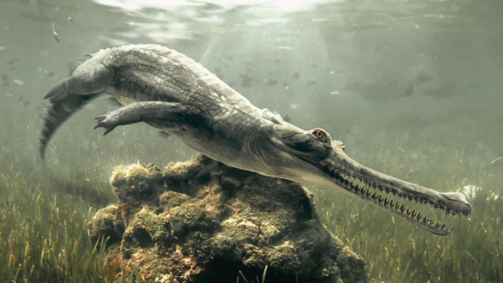 Herugavialis