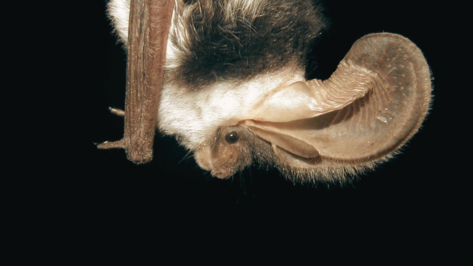 pipistrello dell'Arizona