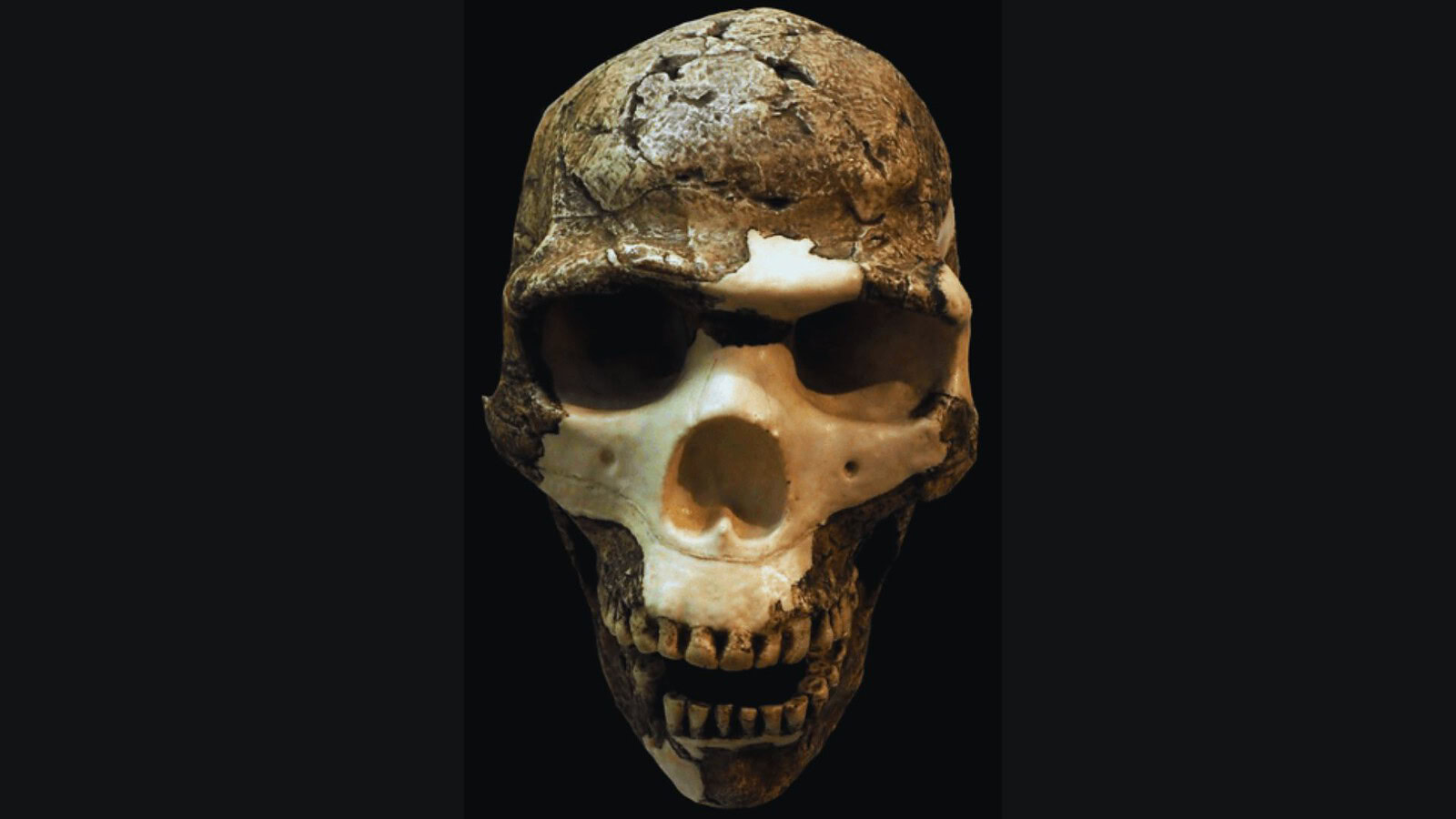 ibridi Neanderthal Sapiens