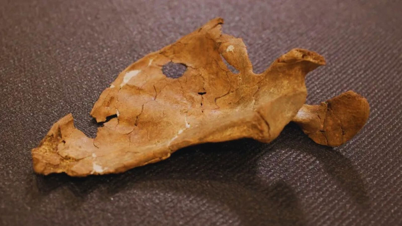 ferita da lancia Neanderthal