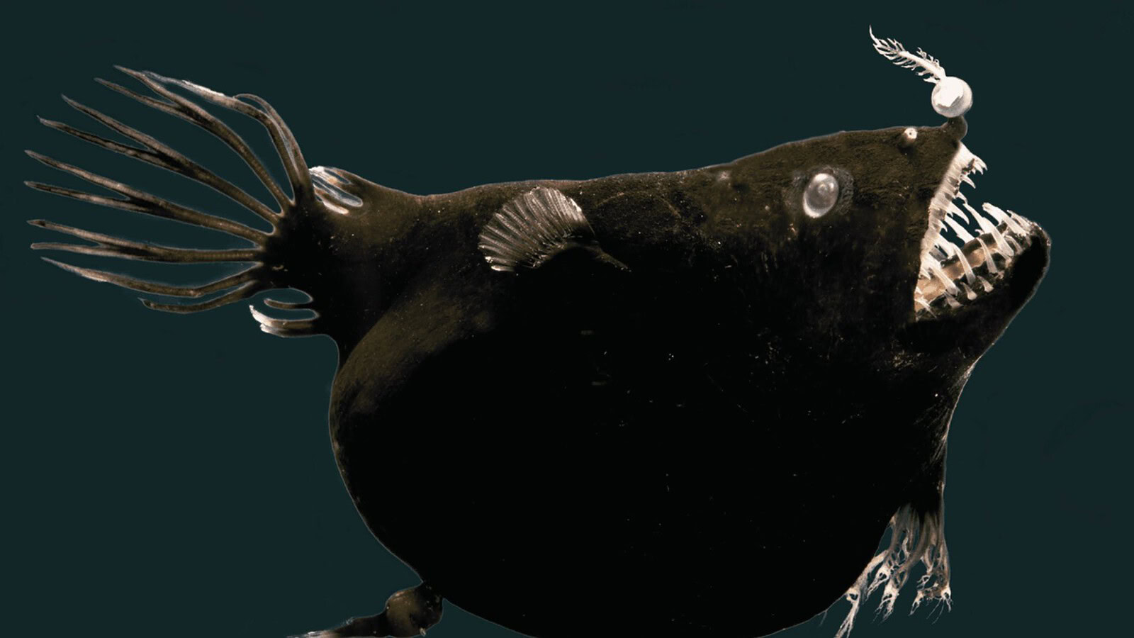 Golfo del Messico