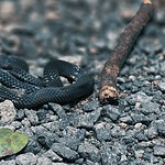 serpenti che rotolano