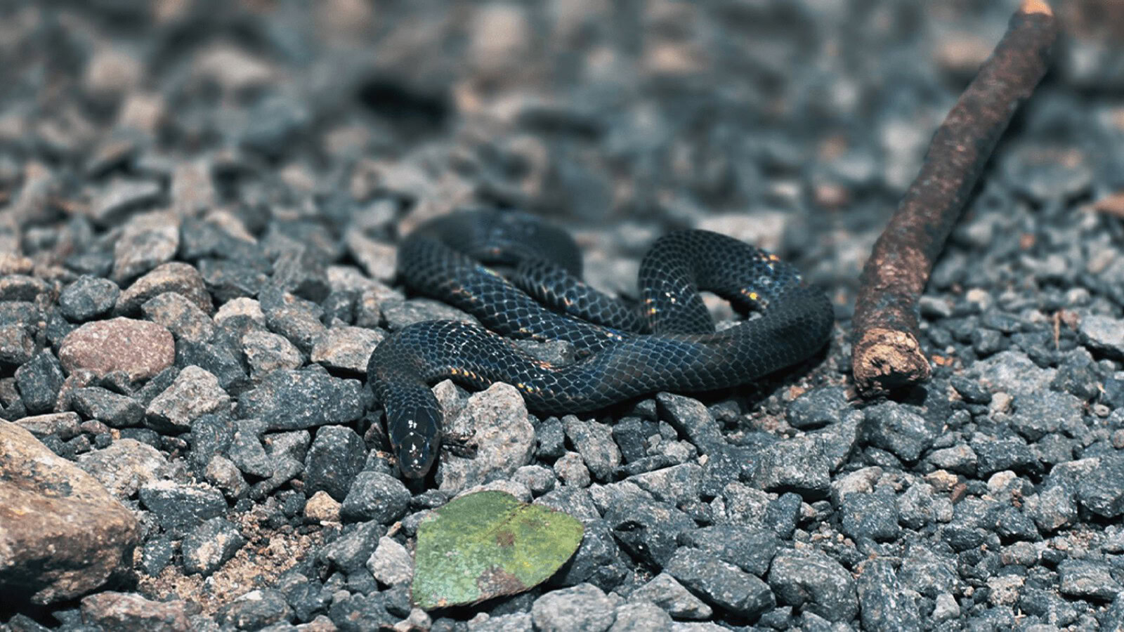 serpenti che rotolano