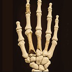 DNA Neanderthal ossa