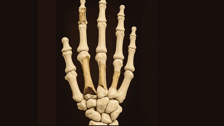 DNA Neanderthal ossa