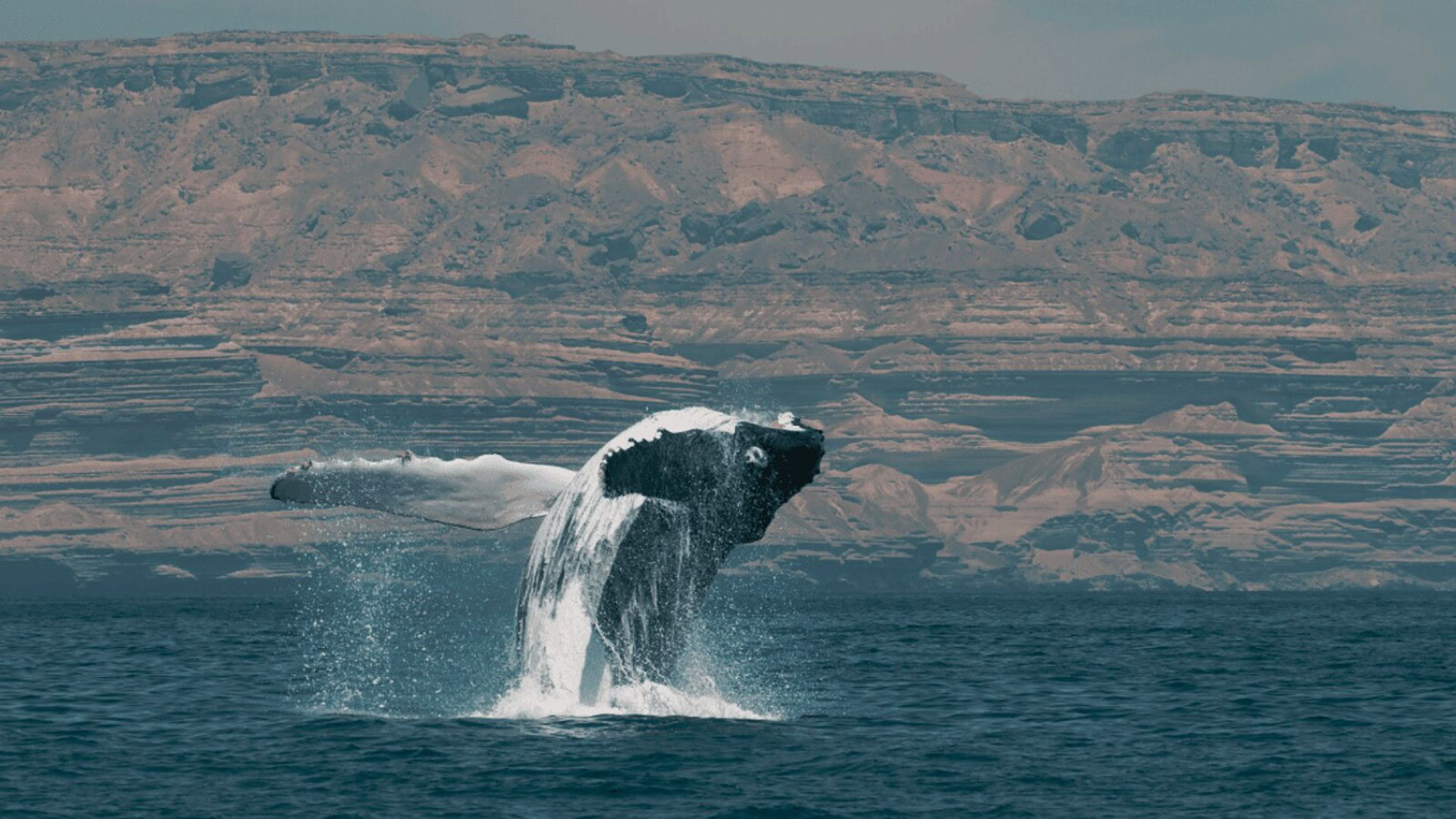 megattere Mar Arabico