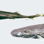 squalo lanterna