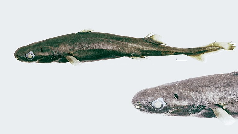squalo lanterna