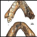 Homo erectus, fossili di 2 milioni di anni riscrivono le origini