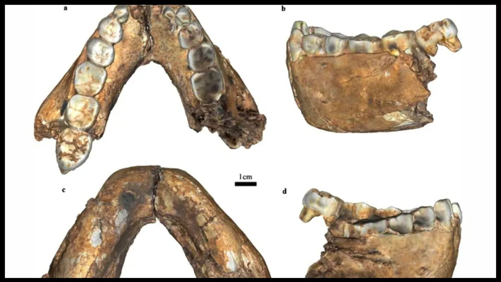 Homo erectus, fossili di 2 milioni di anni riscrivono le origini