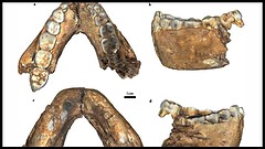 Homo erectus, fossili di 2 milioni di anni riscrivono le origini
