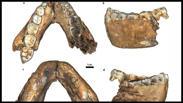 Homo erectus, fossili di 2 milioni di anni riscrivono le origini