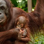 Mamme orango, rinunciano al cibo per far giocare i piccoli