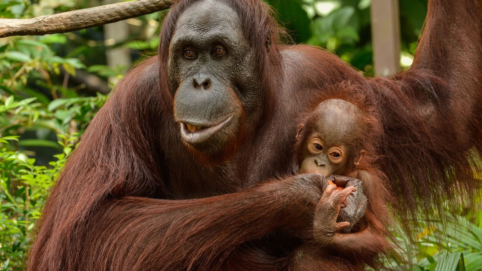 Mamme orango, rinunciano al cibo per far giocare i piccoli