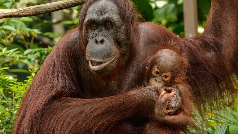 Mamme orango, rinunciano al cibo per far giocare i piccoli