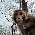 Macachi da laboratorio in Cina, prezzi verso i 200.000 yuan