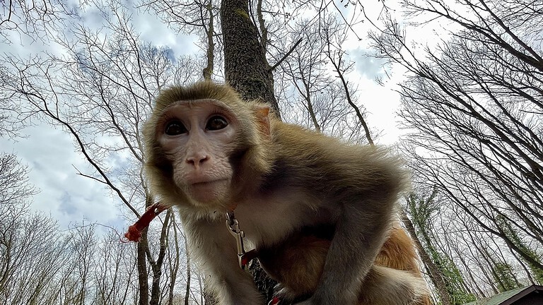 Macachi da laboratorio in Cina, prezzi verso i 200.000 yuan