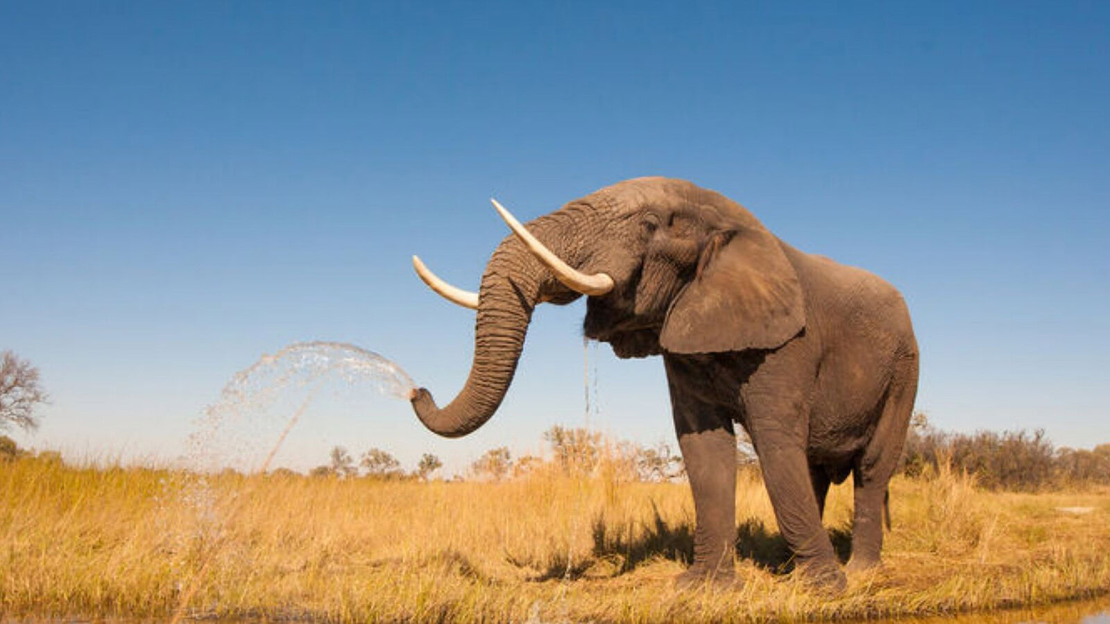 Morte di un elefante, dopo 10 anni gli effetti sono sorprendenti