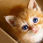 Sindrome di Marfan nei gatti: il primo caso confermato dal DNA