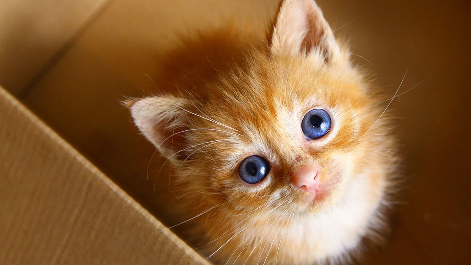 Sindrome di Marfan nei gatti: il primo caso confermato dal DNA