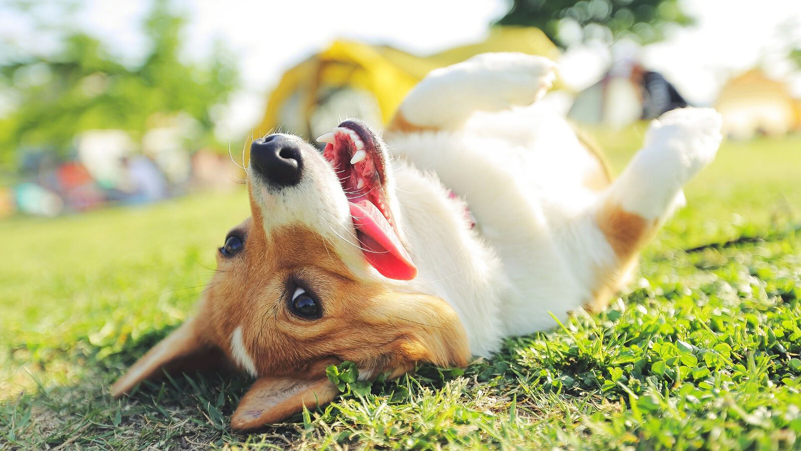 Effetto bouba kiki, anche i cani associano suoni e forme