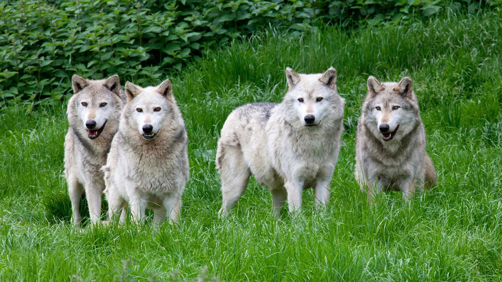 Lupi fiutano la paura umana come i cani: un talento più antico?