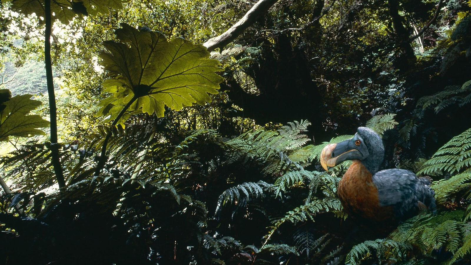 GenoMorph, l'IA di Colossal per riportare in vita il dodo