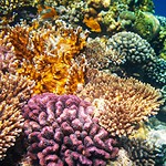 Gabriela Farfan legge nei coralli il passato degli oceani