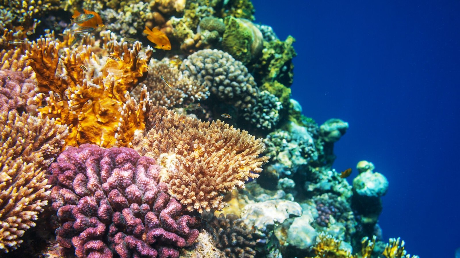 Gabriela Farfan legge nei coralli il passato degli oceani