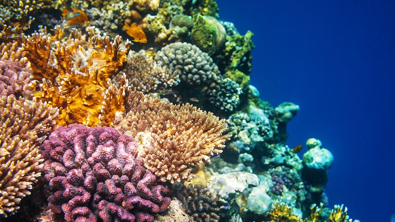 Gabriela Farfan legge nei coralli il passato degli oceani