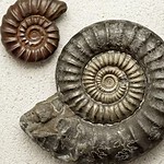 Fossili: cosa sono davvero e cosa raccontano del passato
