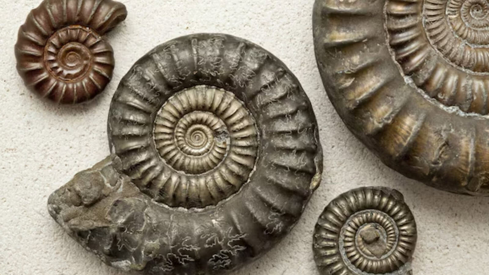 Fossili: cosa sono davvero e cosa raccontano del passato