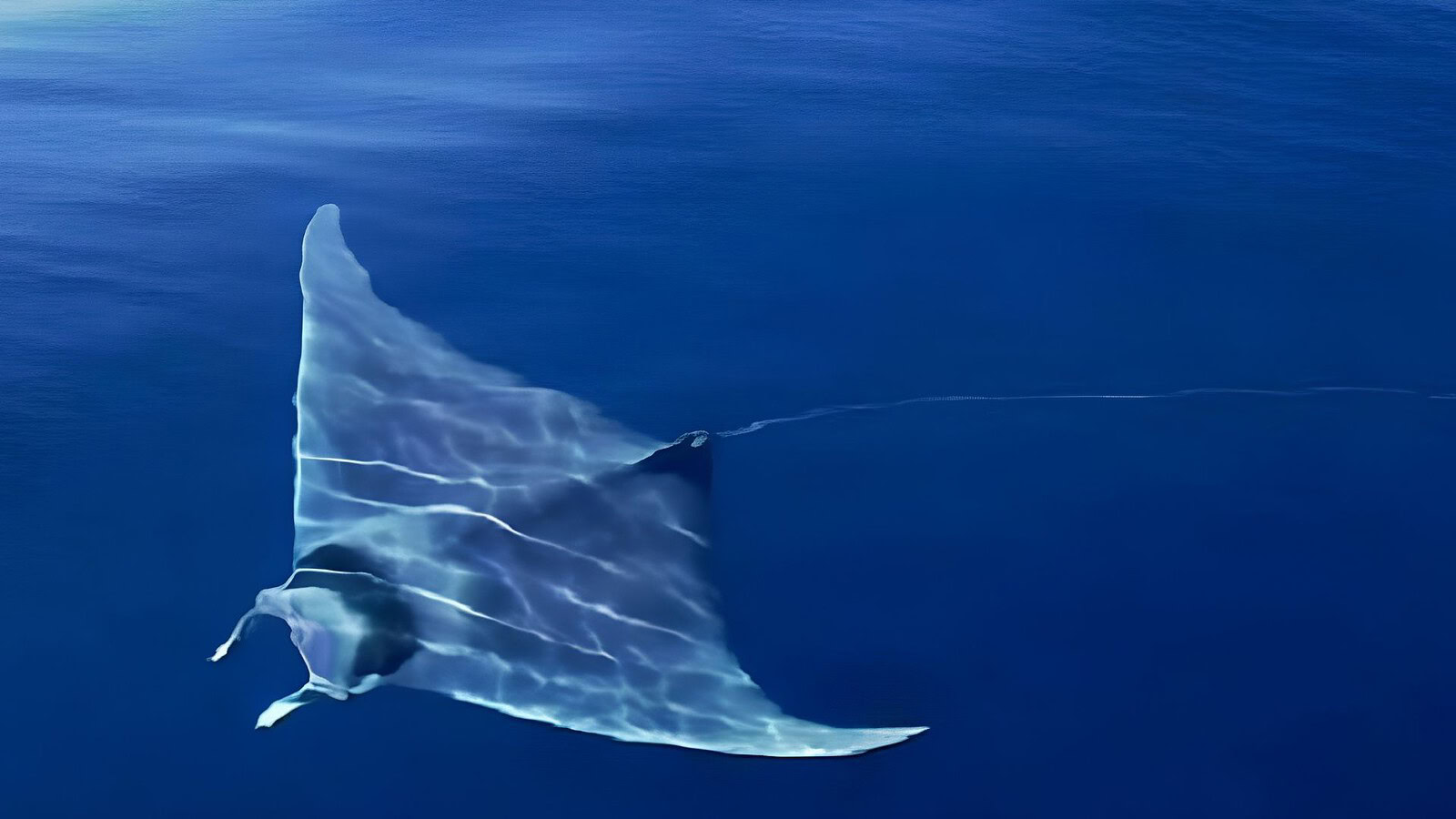 Mante giganti, i piccoli crescono al riparo vicino alla costa
