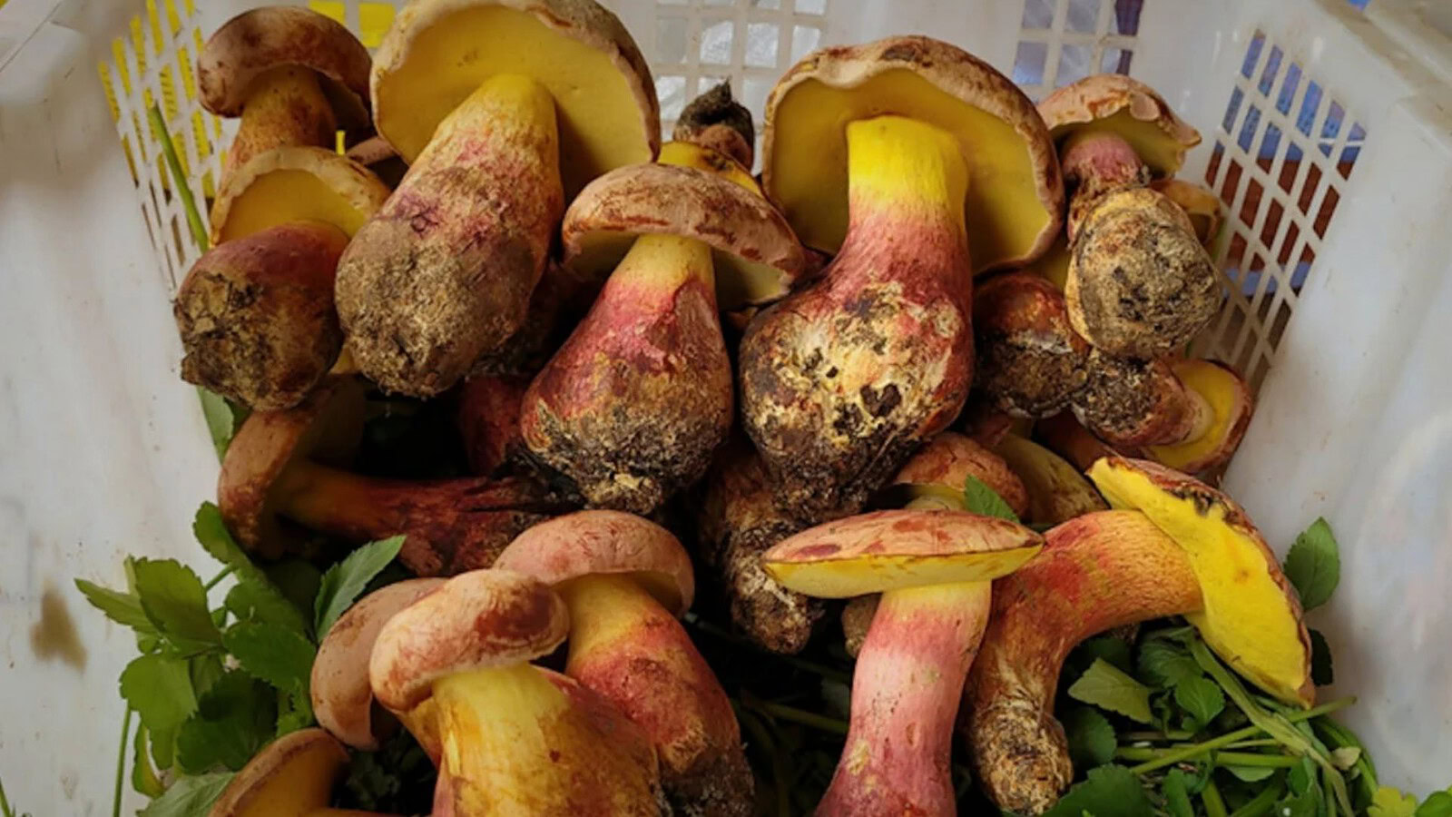 Lanmaoa asiatica, il fungo che fa vedere minuscoli omini colorati
