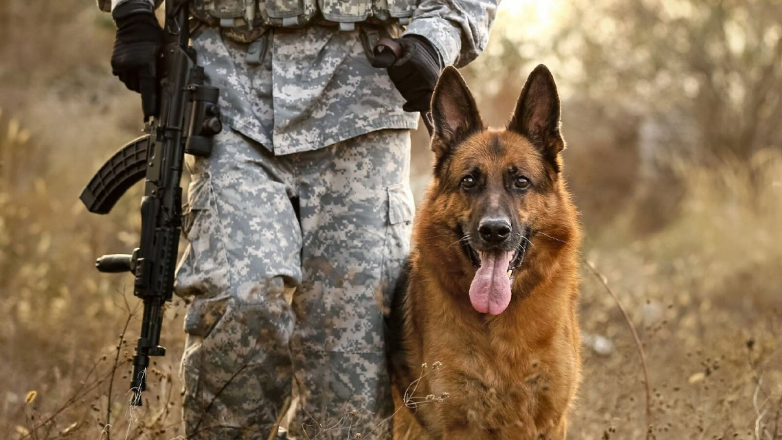 Warhound raccoglie 200 milioni per cani geneticamente modificati