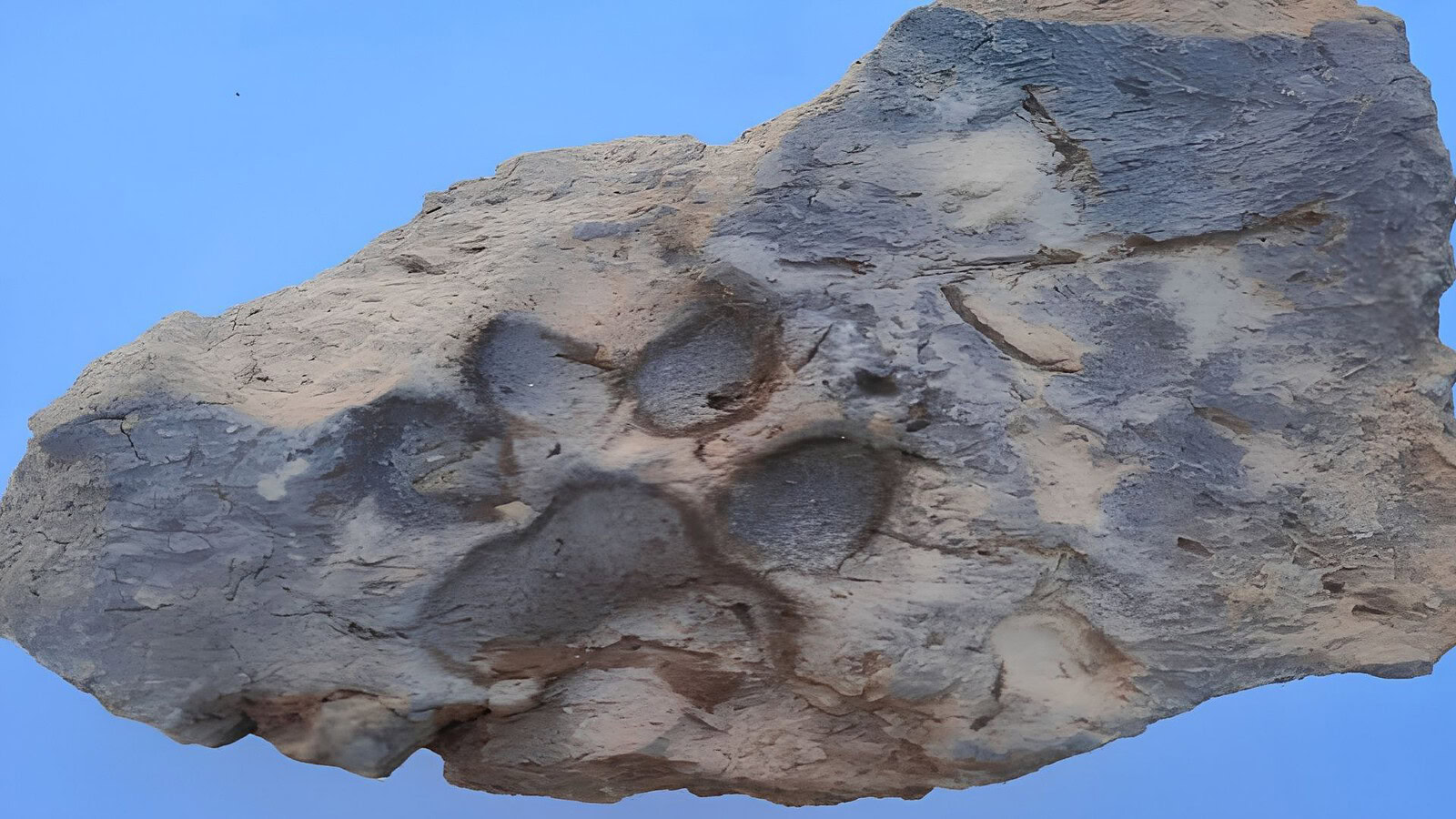 Impronta di cane su un mattone di 4.000 anni fa in Turchia