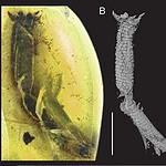Lucertola nell'ambra: la coda staccata 100 milioni di anni fa