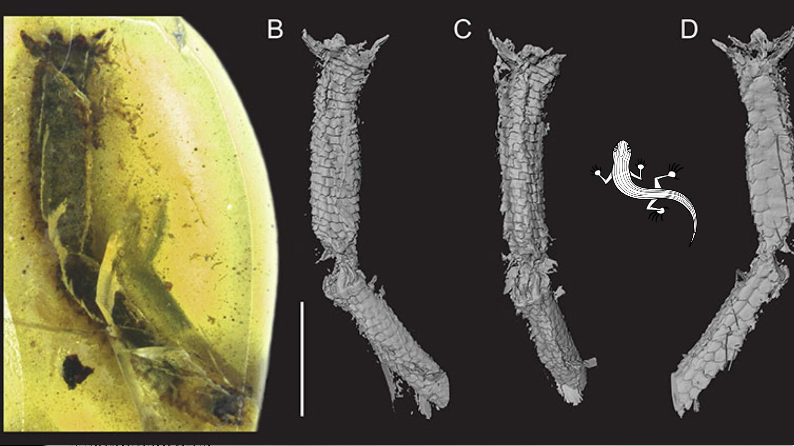 Lucertola nell'ambra: la coda staccata 100 milioni di anni fa