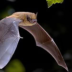 Pipistrello minuscolo vola oltre 2.000 km: migrazione record