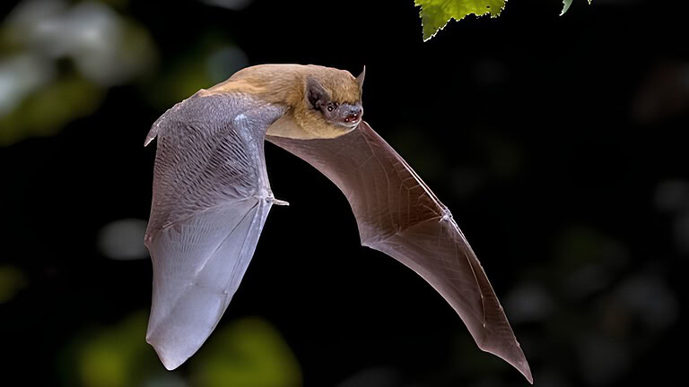 Pipistrello minuscolo vola oltre 2.000 km: migrazione record