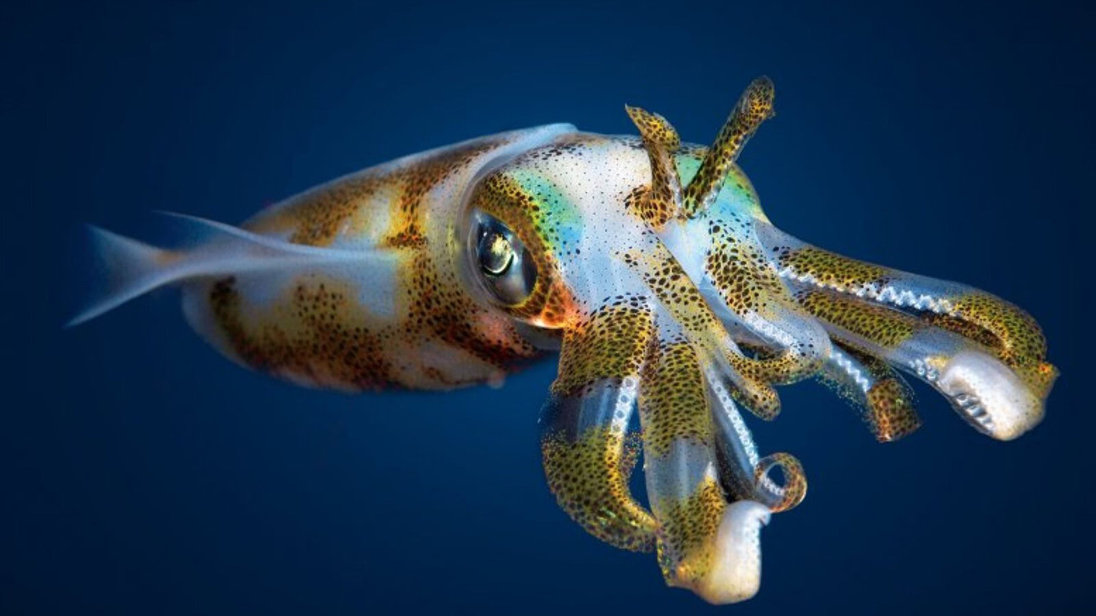 Calamari e cefalopodi: l'RNA modificato che li rende quasi alieni