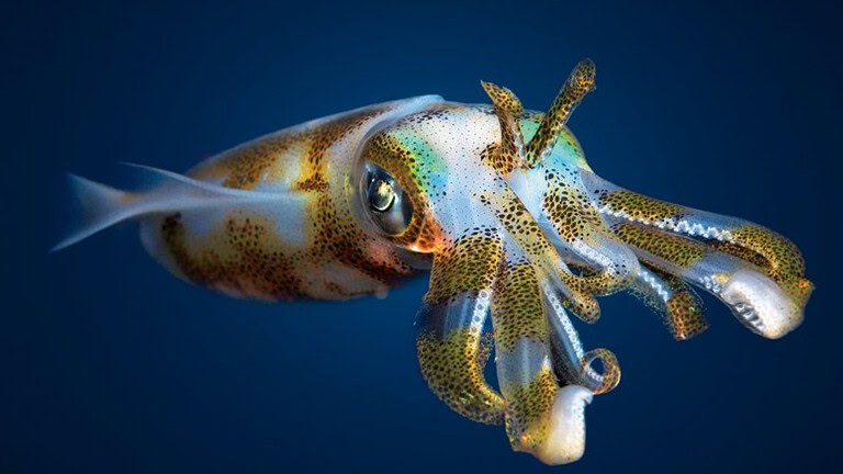 Calamari e cefalopodi: l'RNA modificato che li rende quasi alieni