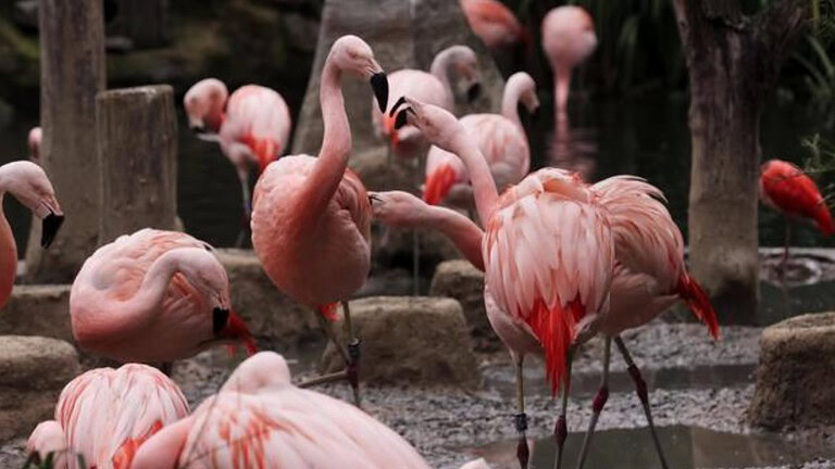Fenicotteri, la loro danza potrebbe aiutare a filtrare l'acqua